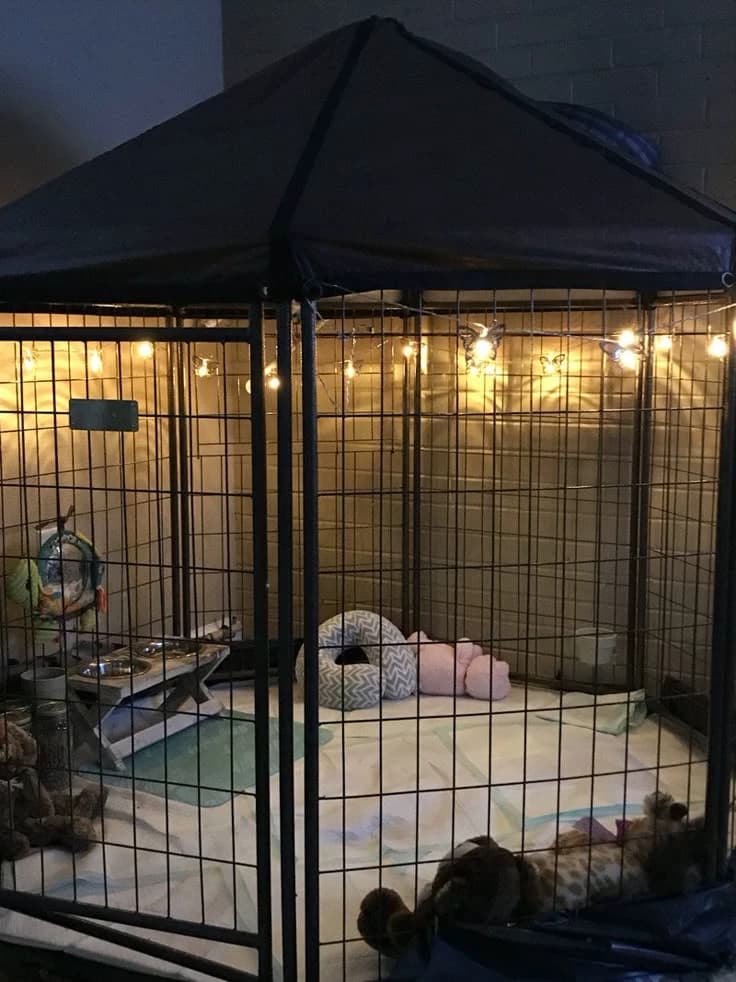 Pet store thumbnail