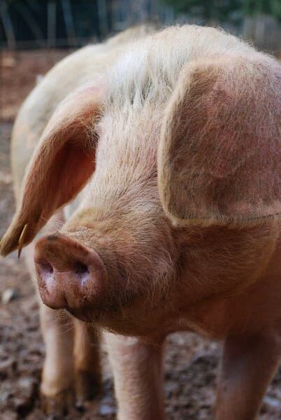 Pig Farm thumbnail