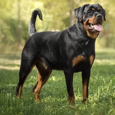 Rottweiler thumbnail