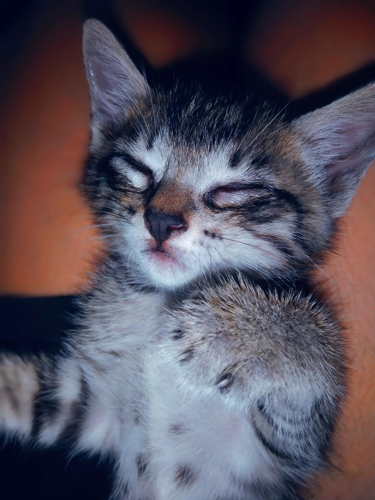 My cat thumbnail