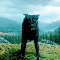 Sirius Black (Animagus Form - Dog) thumbnail
