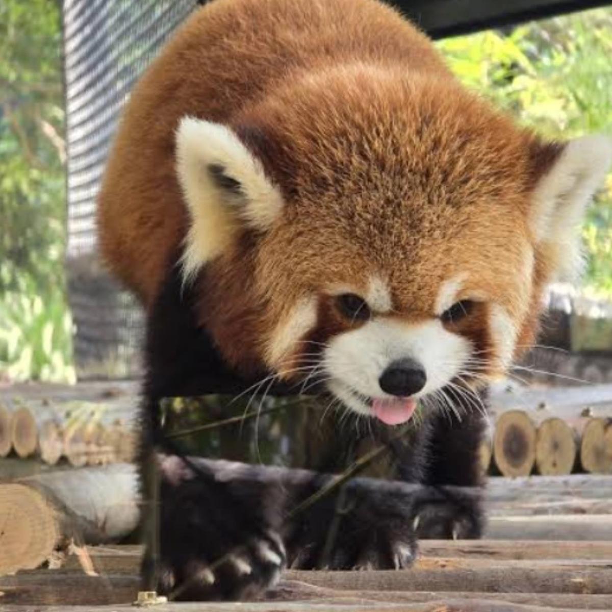 You are a red panda who can change into a human. thumbnail
