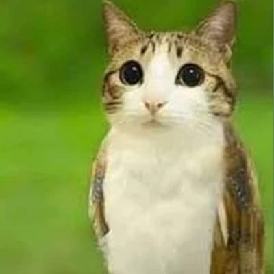 Meowl (female) thumbnail