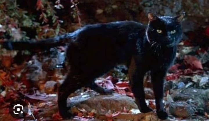 Thackery Binx~☆ thumbnail