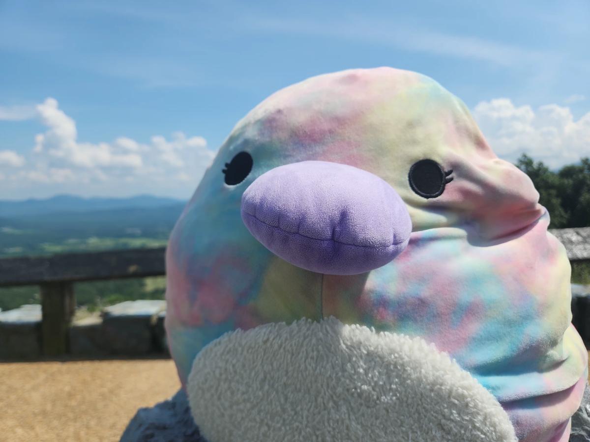 Brindall the Platypus (squishmallow) thumbnail