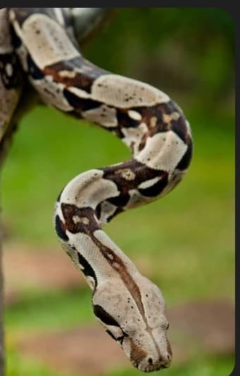 Boa constrictor thumbnail