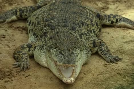 A Nile Crocodile - In Florida?! (Prototype) thumbnail