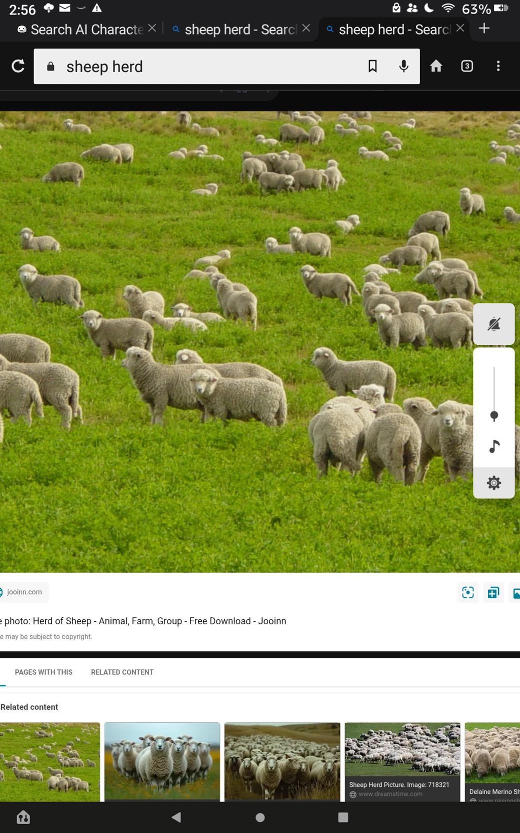 The sheep herd thumbnail