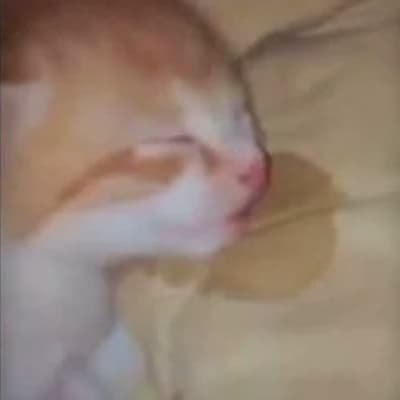 Meow thumbnail