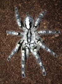 Pet Spider thumbnail