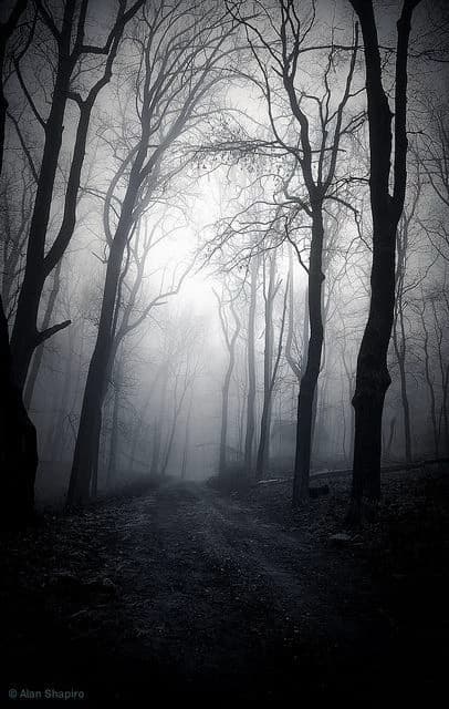 forest thumbnail