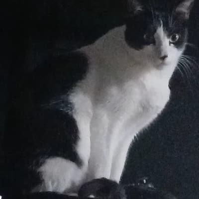 Cat thumbnail