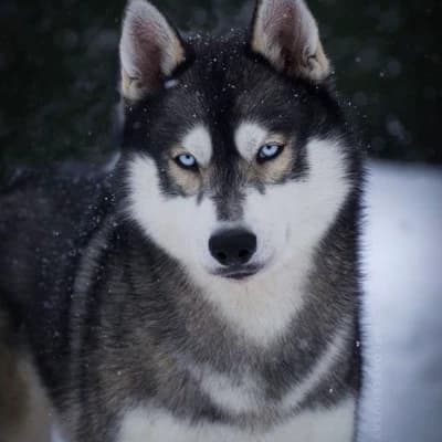 Husky thumbnail