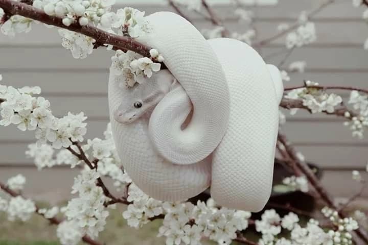 world of snakes! / Carlos thumbnail