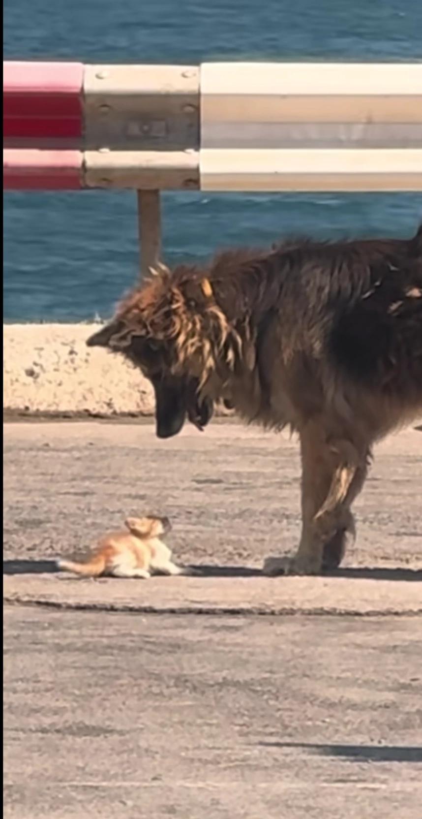 a dog?... thumbnail