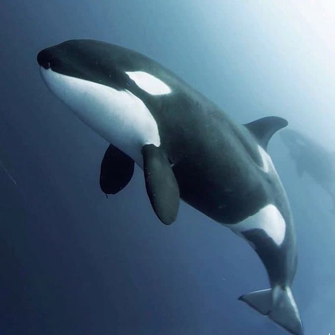 Killer whales thumbnail