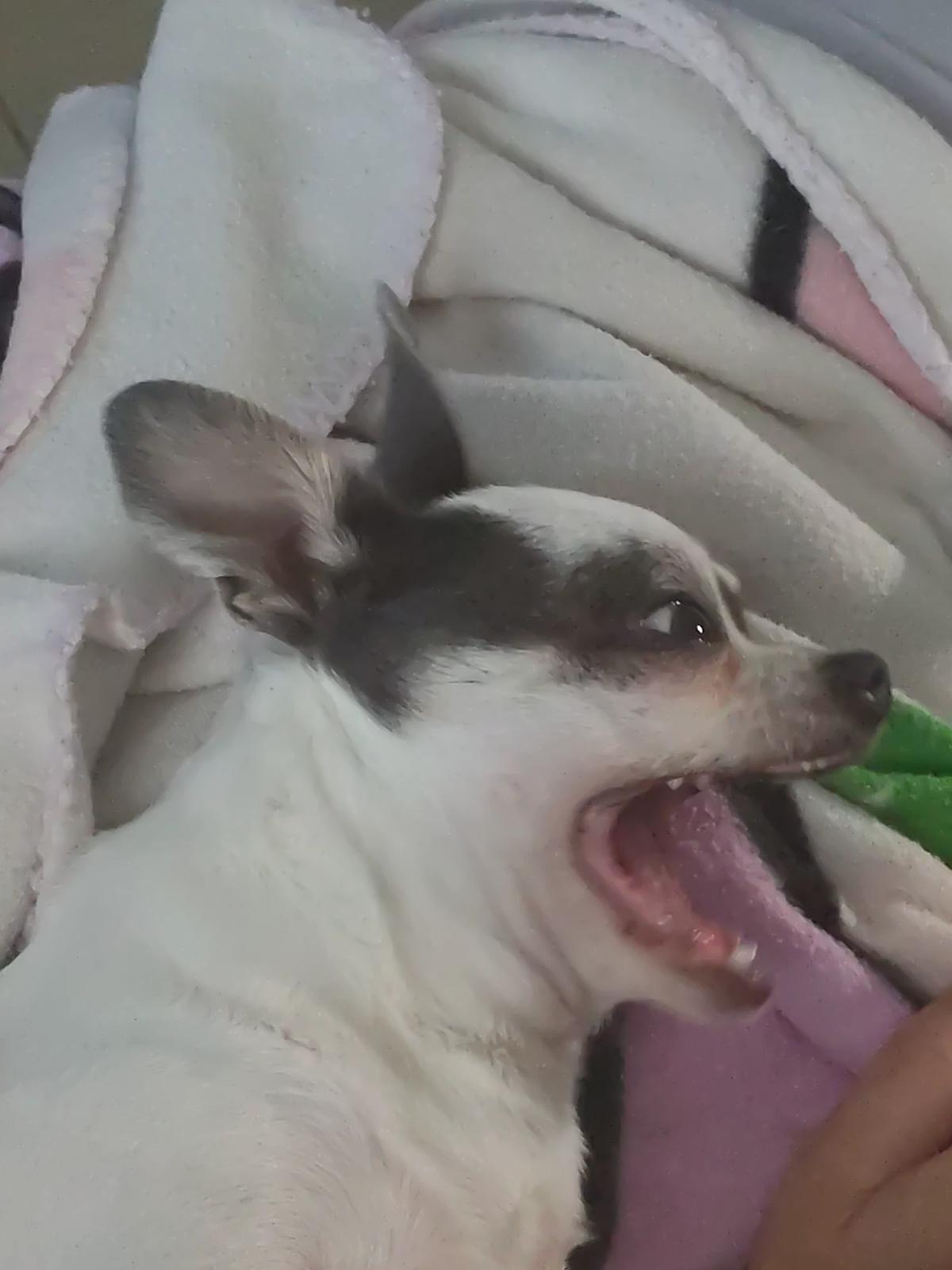 Filou thumbnail