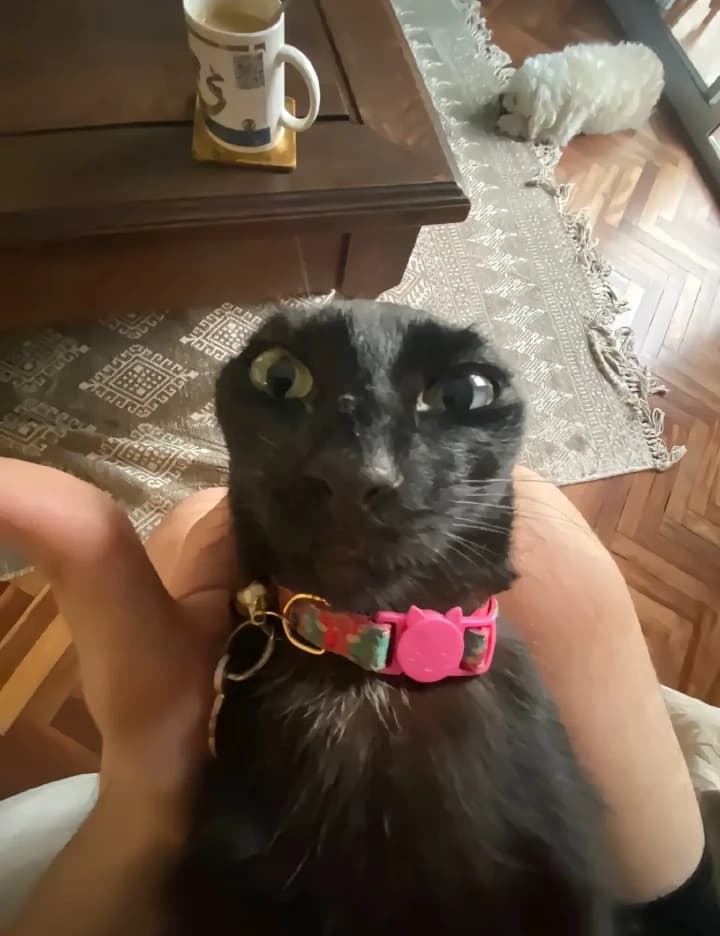 Stupid 🔥 cat thumbnail