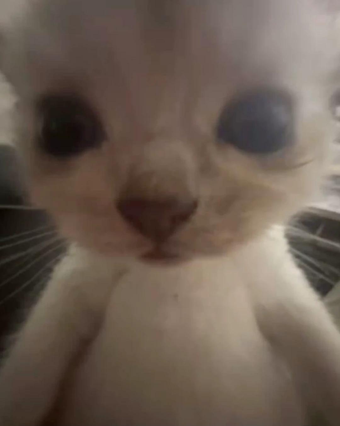 Fucking cat thumbnail