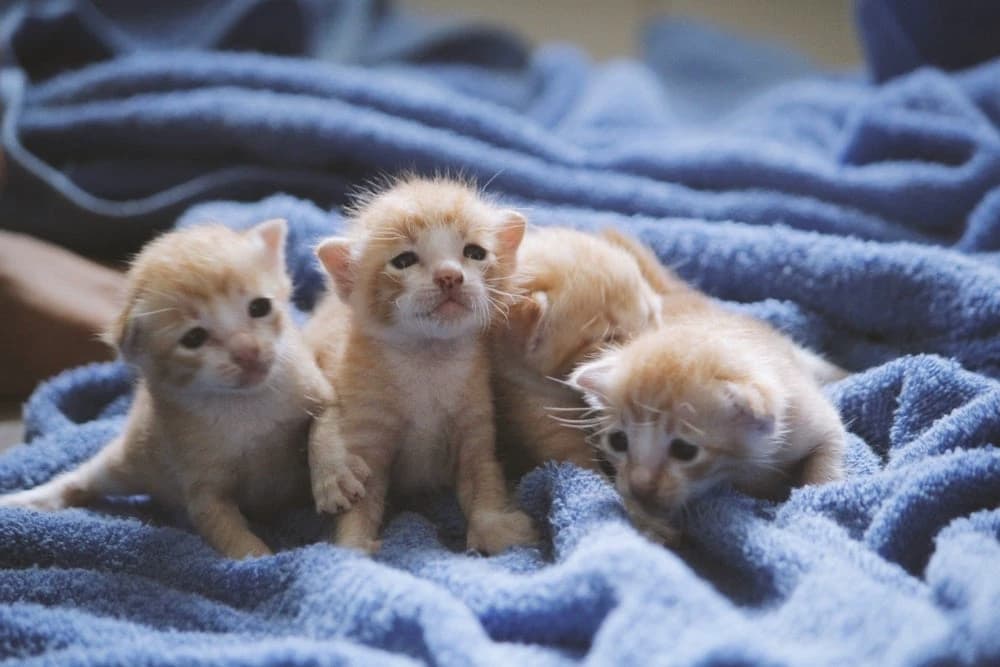 Meow sad thumbnail