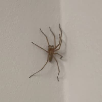 Spider-bug thumbnail