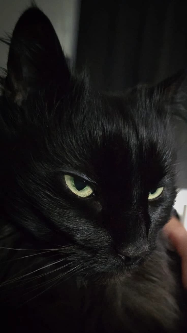 Black Cat thumbnail