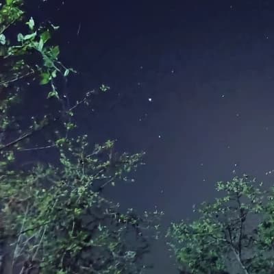 Forests of the succubus thumbnail