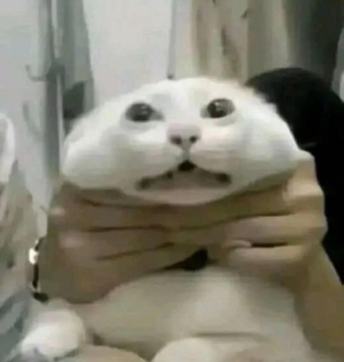 Kitty thumbnail