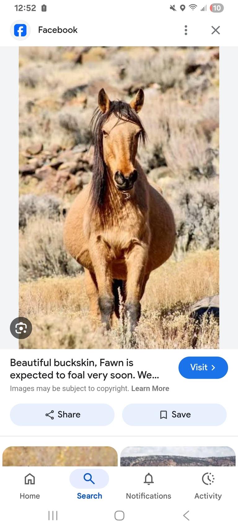 Wild mustang RPG  thumbnail
