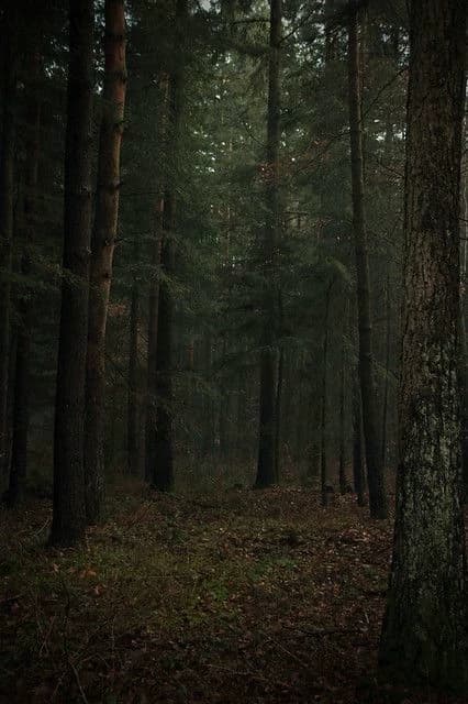 🍄| Enchanted forest thumbnail