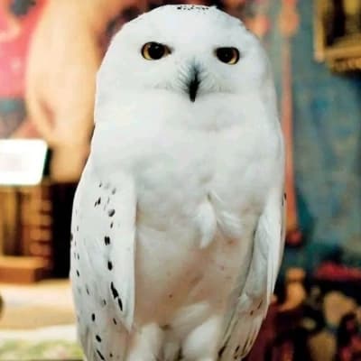 Hedwig thumbnail