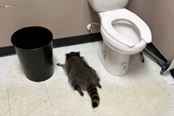 Drunk raccoon thumbnail