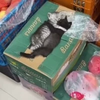 Kittens in the cold thumbnail