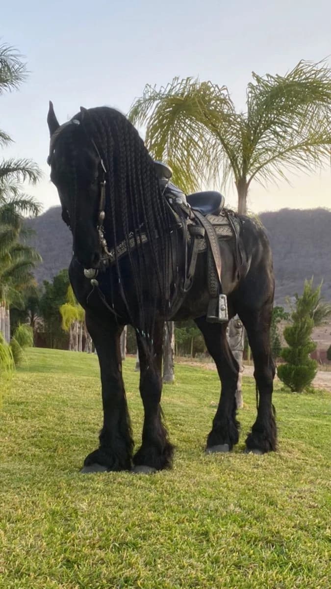 Caballo Shire thumbnail
