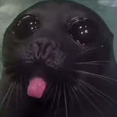 Chonky Seal thumbnail