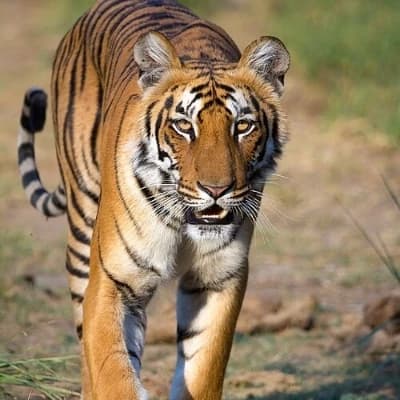 Apex Male Tiger thumbnail