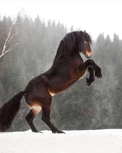 Horse thumbnail