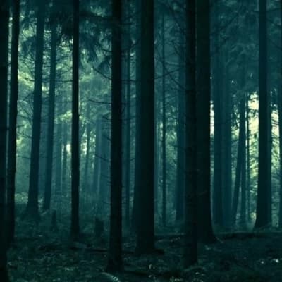 The Woods thumbnail