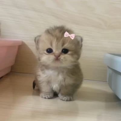 ✧‿Meiji Cat‿✧ thumbnail