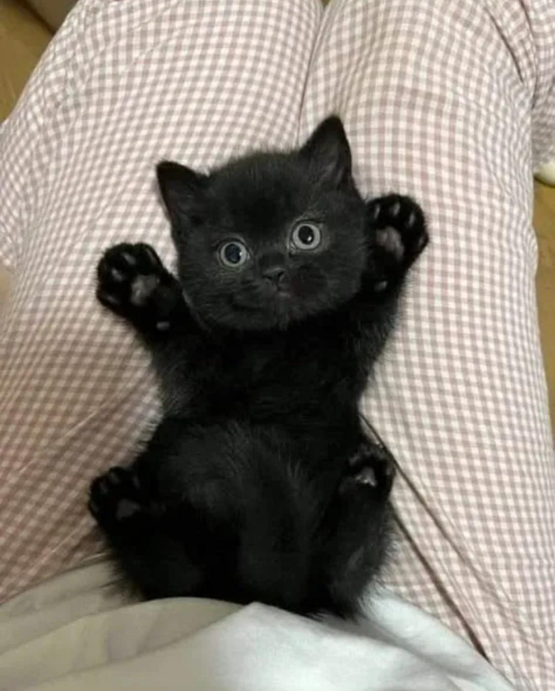 Lost and abandoned cat thumbnail