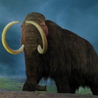 A mammoth thumbnail