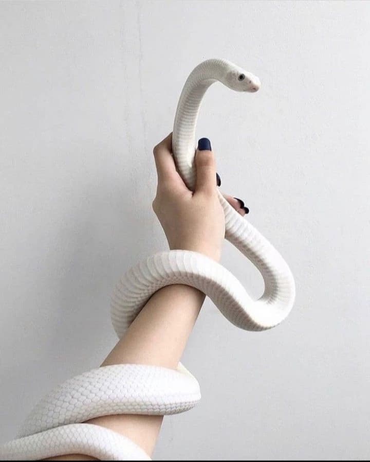 Your a snake  thumbnail