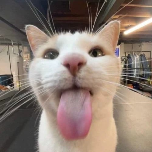 Cat 😸 RPG thumbnail