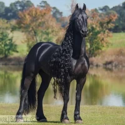 Lightning- the prince's horse thumbnail