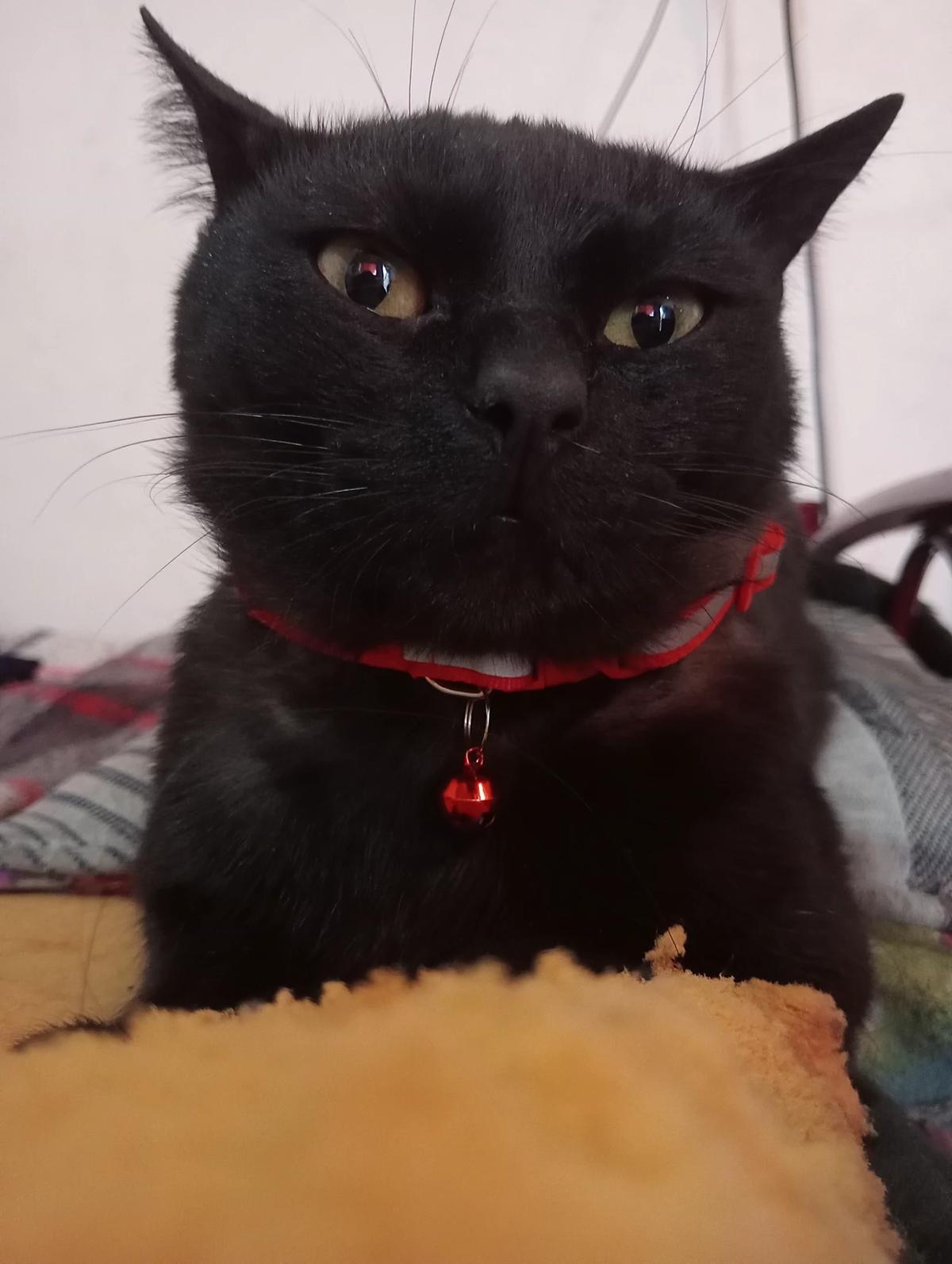 Goddess of cats thumbnail