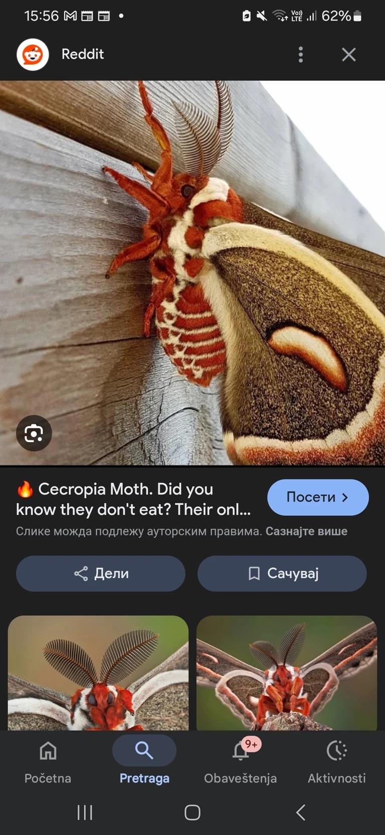 Moth(you name it) thumbnail