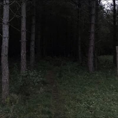 ~🌲|Secret of the Forest| Paranormal order thumbnail