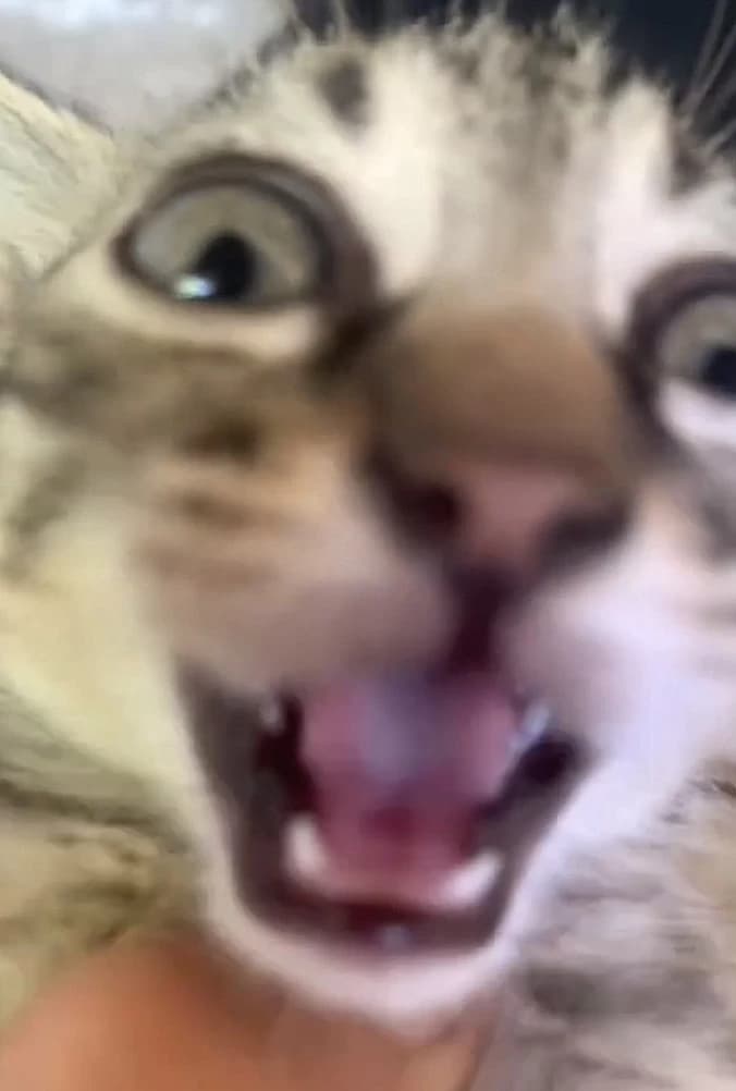 Sophia  thumbnail