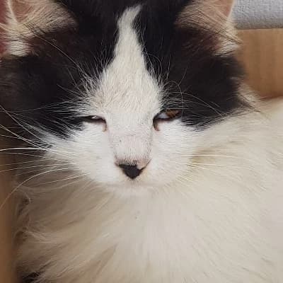 Sir Reginald Porcelain thumbnail