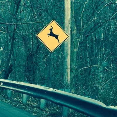 Deer crossing thumbnail
